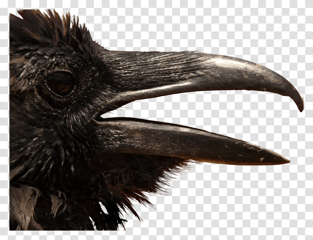 Crow Head, Beak, Bird, Animal, Axe Transparent Png