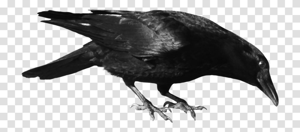 Crow Head Crow On Background, Bird, Animal, Blackbird, Agelaius Transparent Png