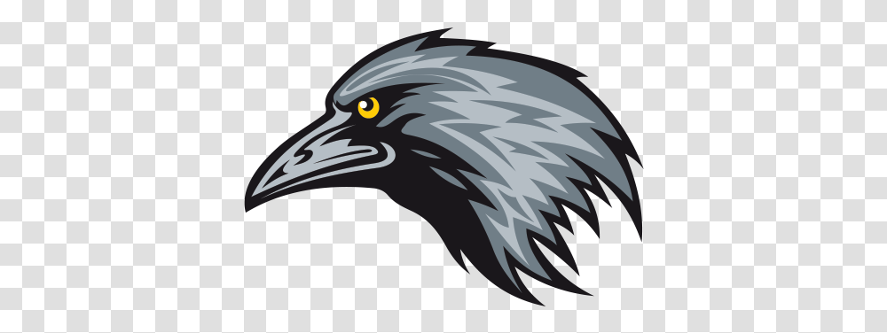 Crow Head Crow Vector Hd, Bird, Animal, Eagle, Beak Transparent Png