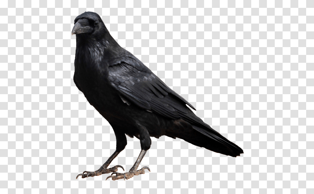Crow High Quality Image Background Raven, Bird, Animal, Blackbird, Agelaius Transparent Png