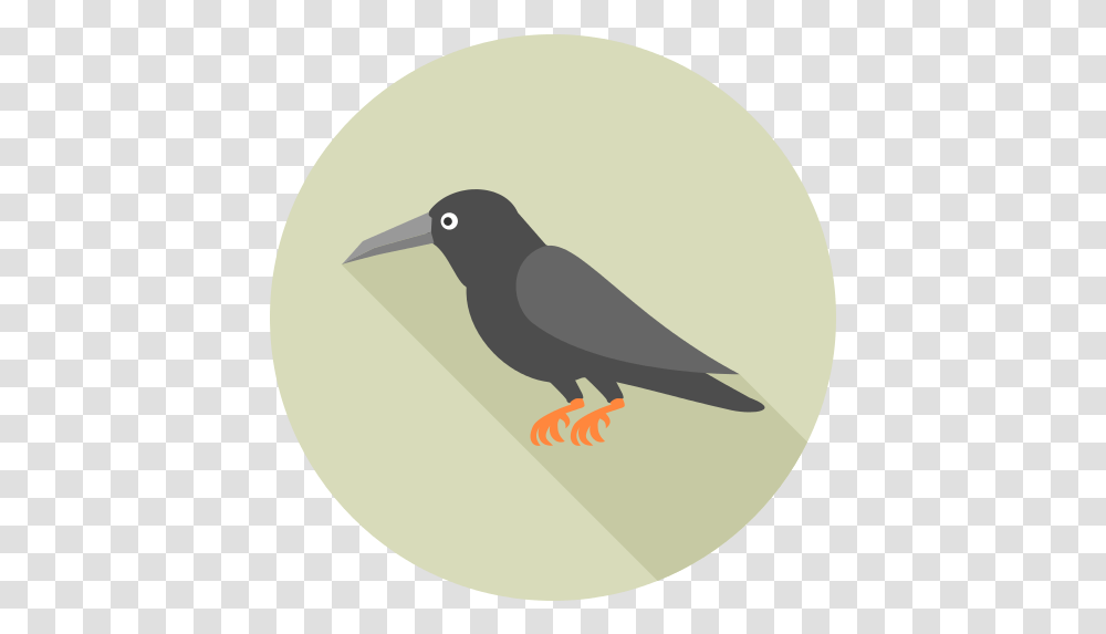 Crow Icon 5 Repo Free Icons Hummingbird, Animal, Blackbird, Agelaius, Beak Transparent Png