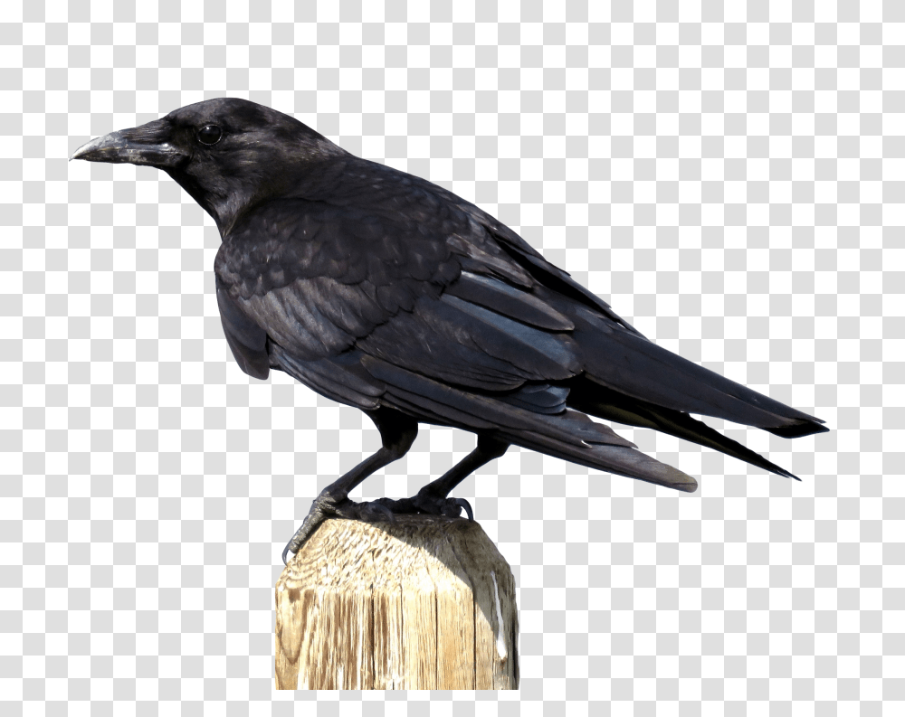 Crow Image, Animals, Bird, Blackbird, Agelaius Transparent Png