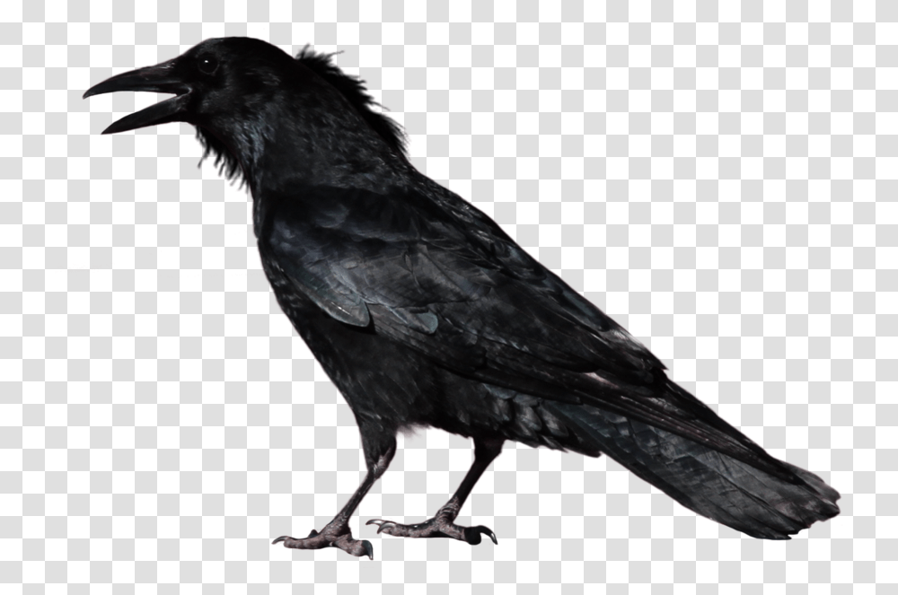 Crow Image Background Crow, Bird, Animal, Blackbird, Agelaius Transparent Png