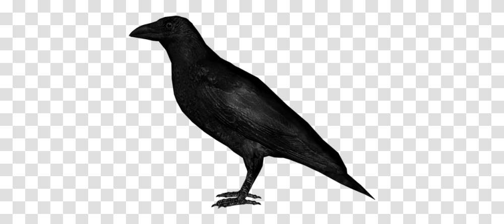 Crow Image, Bird, Animal, Beak Transparent Png