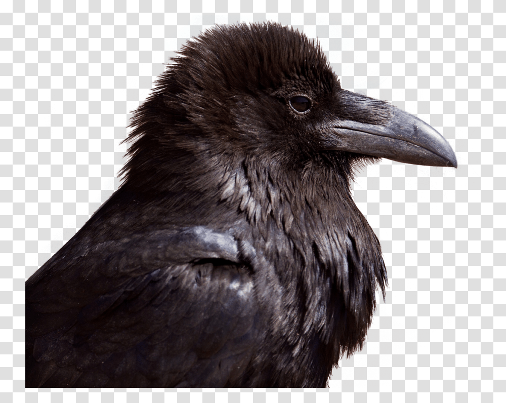 Crow Image, Bird, Animal, Blackbird, Agelaius Transparent Png