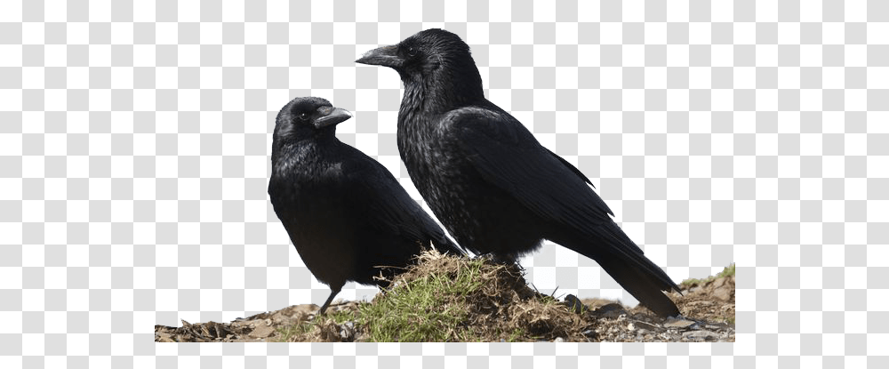 Crow Image Crows Together, Bird, Animal, Blackbird, Agelaius Transparent Png
