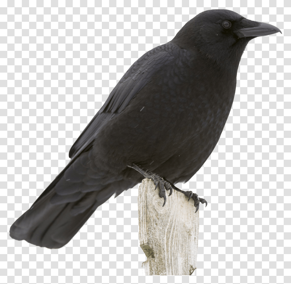 Crow Image File American Crow, Bird, Animal, Blackbird, Agelaius Transparent Png