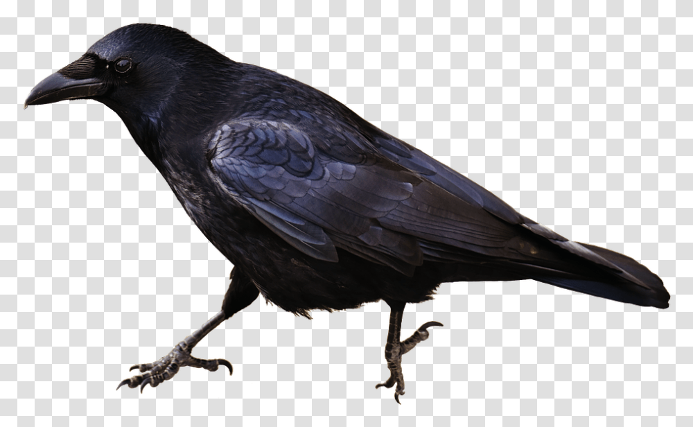 Crow Image Group Of Crows Called, Bird, Animal, Blackbird, Agelaius Transparent Png