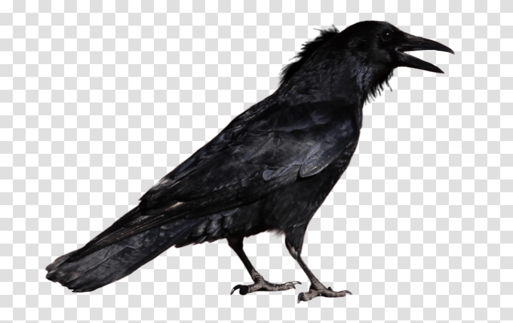 Crow Images Crow, Bird, Animal, Blackbird, Agelaius Transparent Png