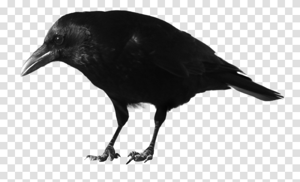 Crow Images Free Download, Bird, Animal, Vulture, Blackbird Transparent Png