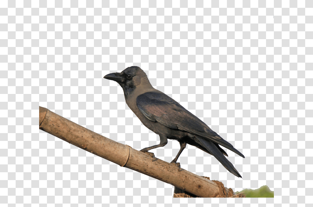 Crow Images Free Download Crow, Bird, Animal, Blackbird, Agelaius Transparent Png