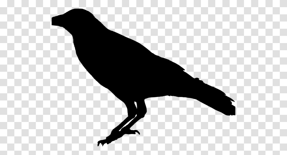 Crow Images Raven Background, Gray, World Of Warcraft Transparent Png
