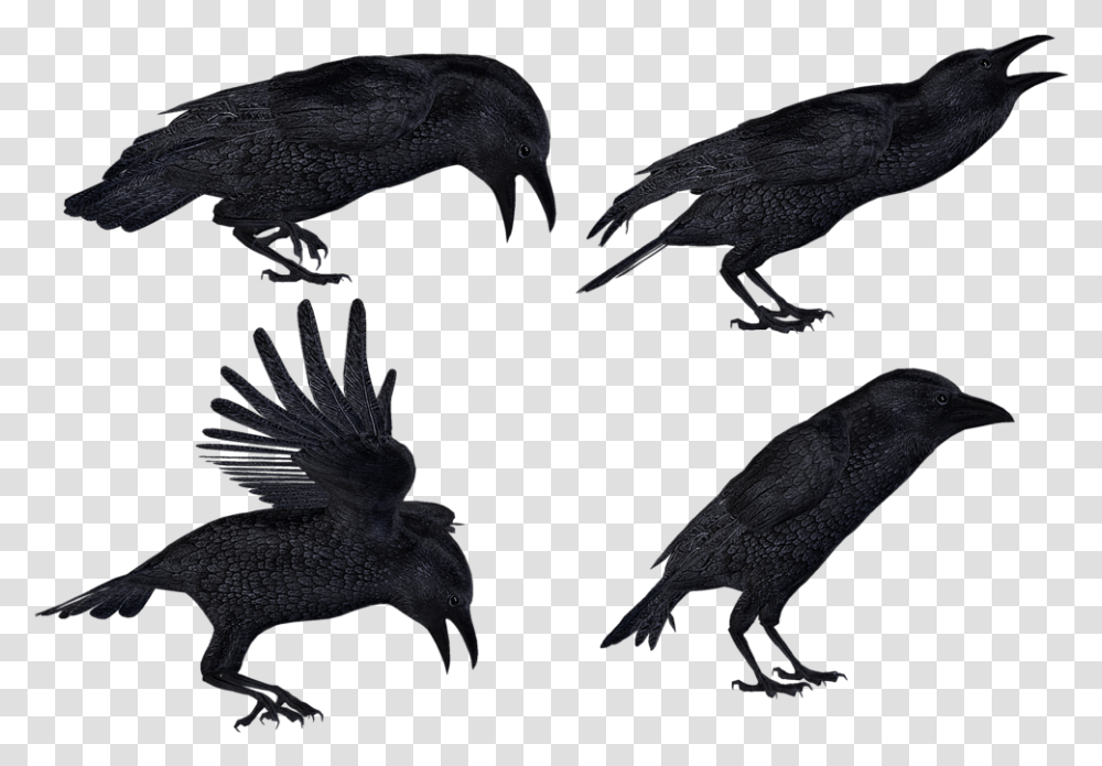 Crow Images With Backgrounds Flying Bird Art, Animal, Silhouette, Vulture, Condor Transparent Png