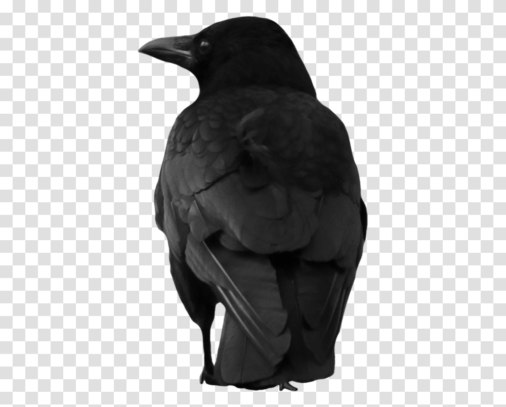 Crow Large Back Aesthetic Crow, Bird, Animal, Person, Human Transparent Png