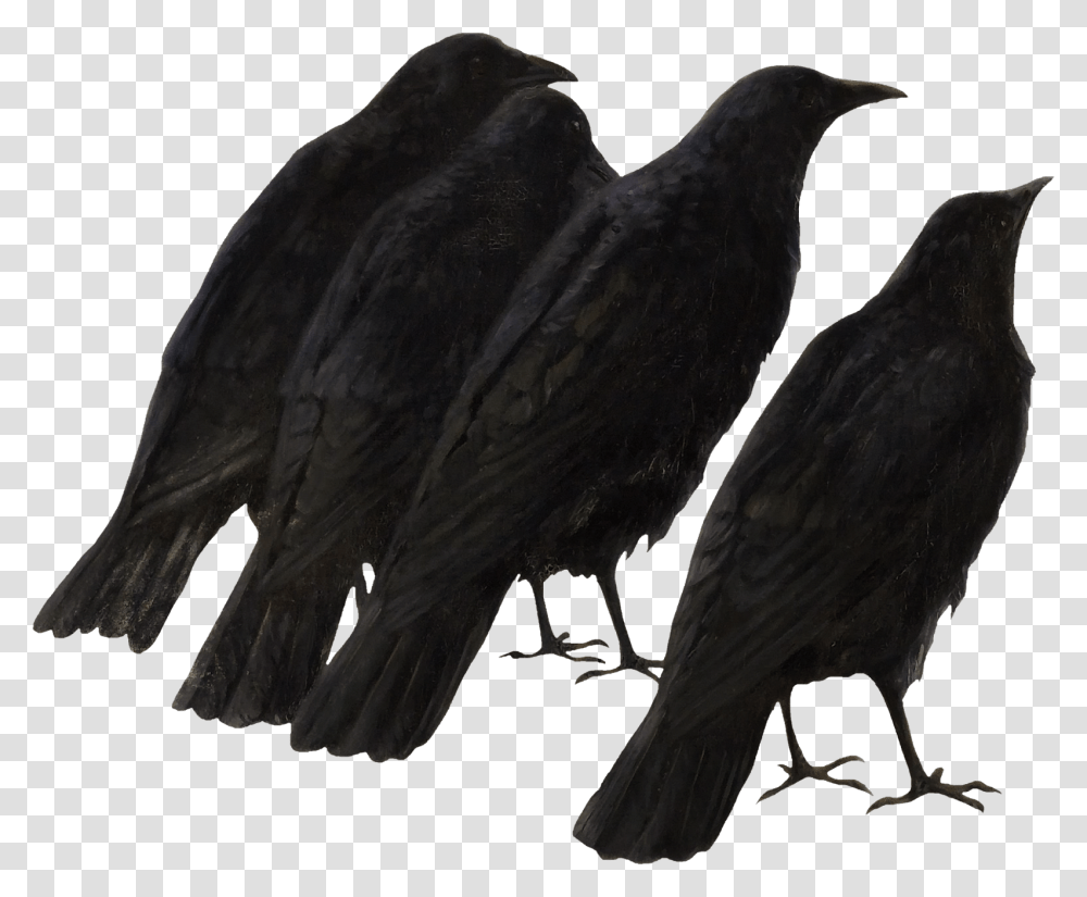 Crow Raven, Bird, Animal, Blackbird, Agelaius Transparent Png
