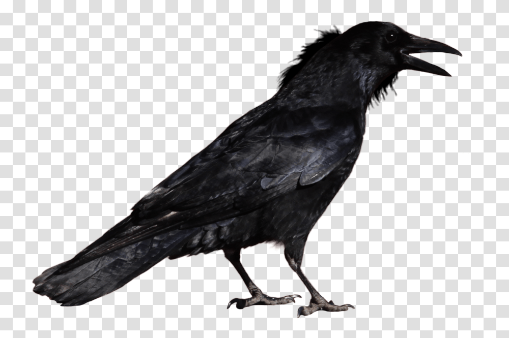 Crow Standing Raven Background, Bird, Animal, Blackbird, Agelaius Transparent Png