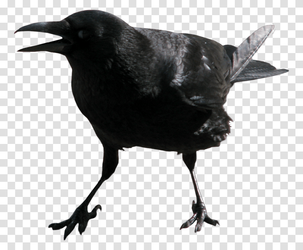 Crow Wing, Bird, Animal, Blackbird, Agelaius Transparent Png
