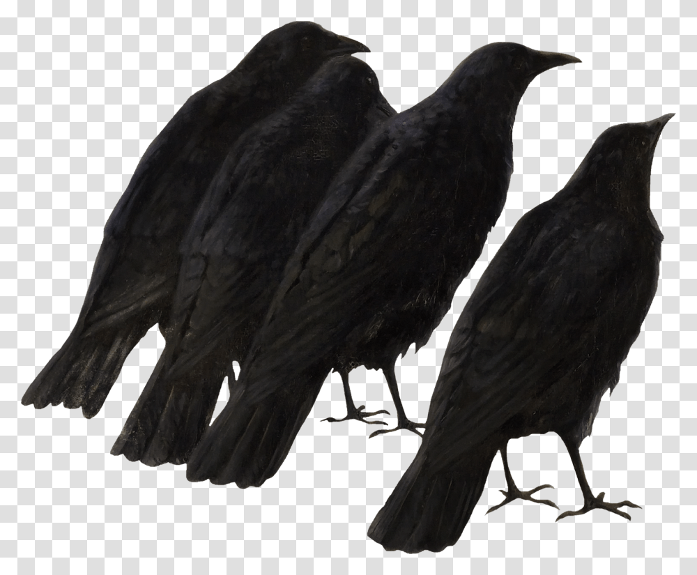 Crow Wings, Bird, Animal, Blackbird, Agelaius Transparent Png