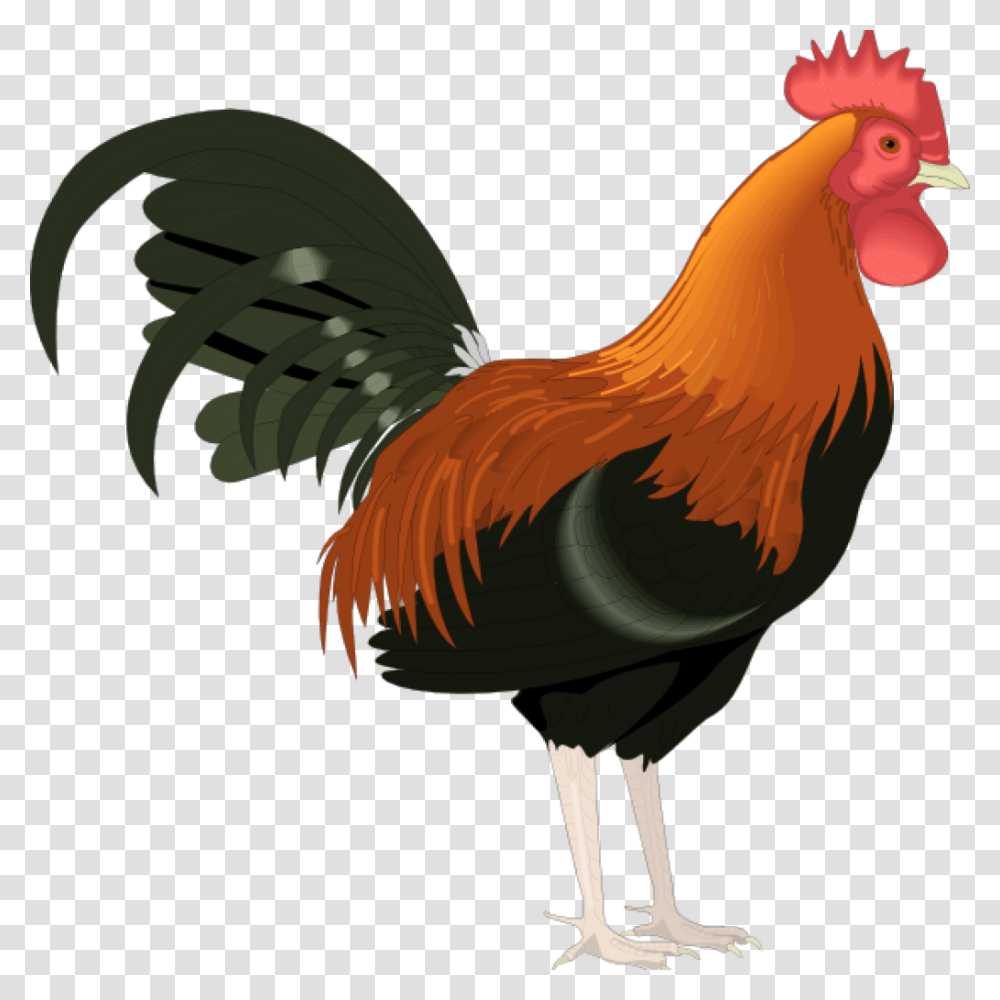 Crowing Rooster And Morning Sun Download Royalty Free Vector, Chicken, Poultry, Fowl, Bird Transparent Png