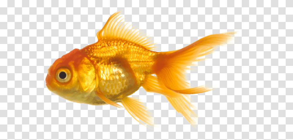 Crown Banner Library Files Fish Background, Animal, Goldfish Transparent Png