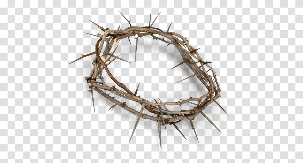 Crown Of Thorns Cartoon Woven Crown Of Thorns, Insect, Invertebrate, Animal, Wood Transparent Png