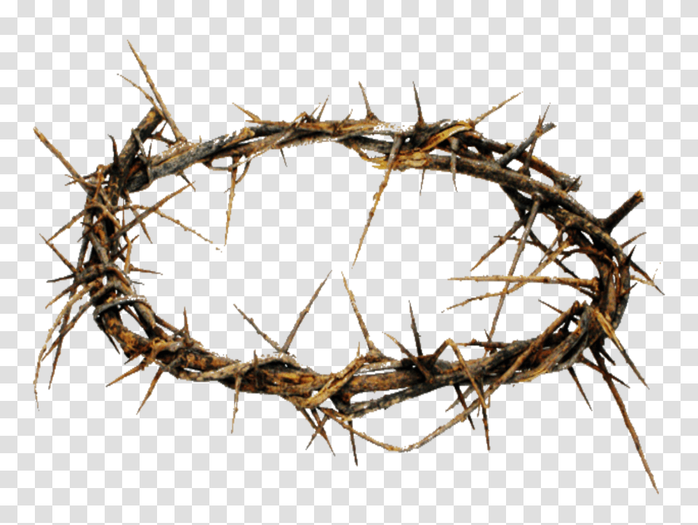 Crown Of Thorns Hd Crown Of Thorns Hd Images, Spider, Invertebrate, Animal, Arachnid Transparent Png