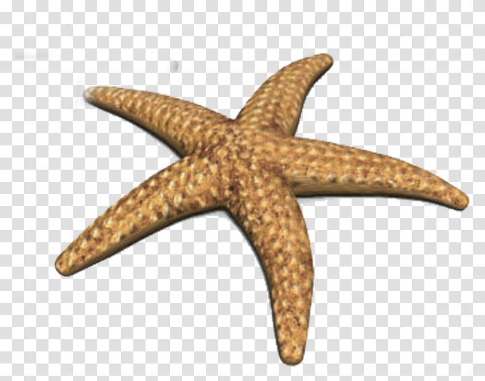 Crown Of Thorns Starfish Animation Starfish 3d, Sea Life, Animal, Invertebrate, Cross Transparent Png