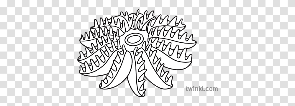 Crown Of Thorns Starfish Black And White Rgb Illustration Language, Text, Drawing, Art, Doodle Transparent Png