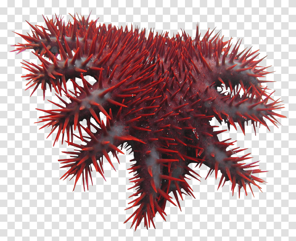 Crown Of Thorns Starfish Crown Of Thorns Starfish On White Background, Water, Sea, Outdoors, Nature Transparent Png