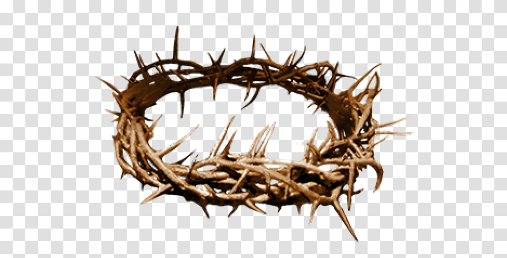 Crown Of Thorns Thorns Clipart Crown Thorns Jesus Crown Of Thorns, Root, Plant, Antler Transparent Png