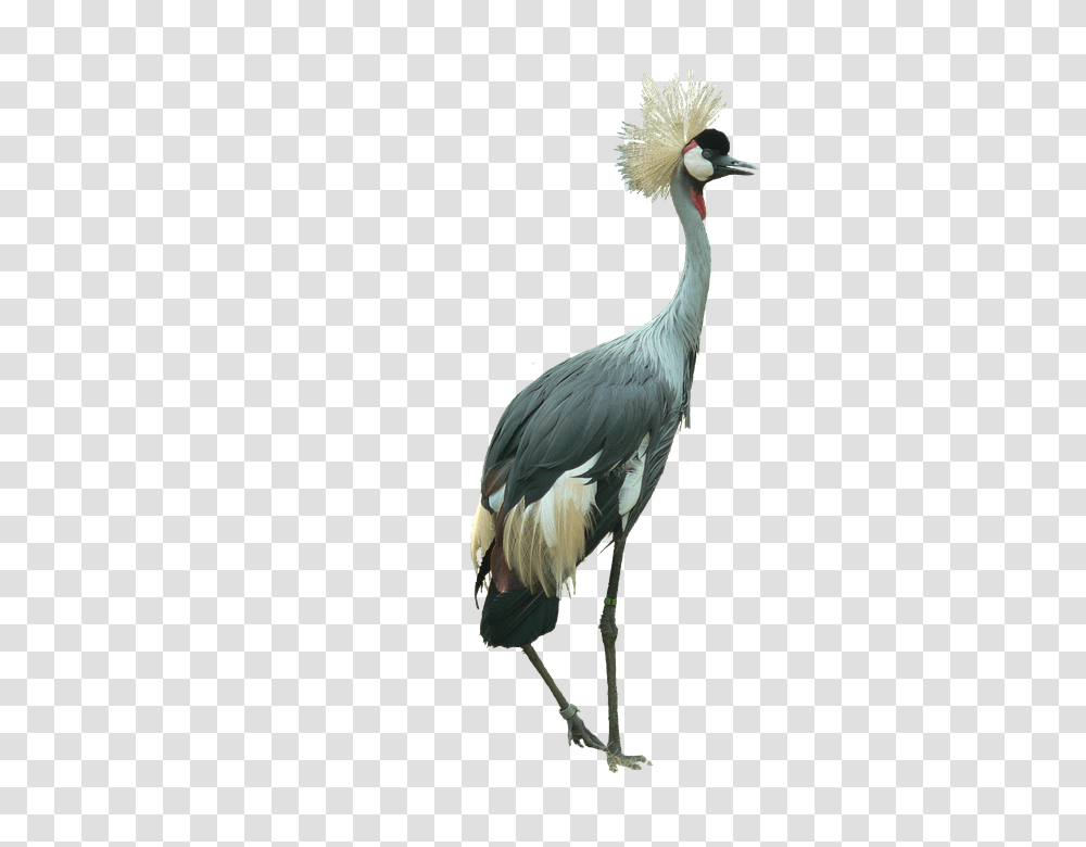 Crowned Crane 960, Animals, Bird, Crane Bird, Waterfowl Transparent Png