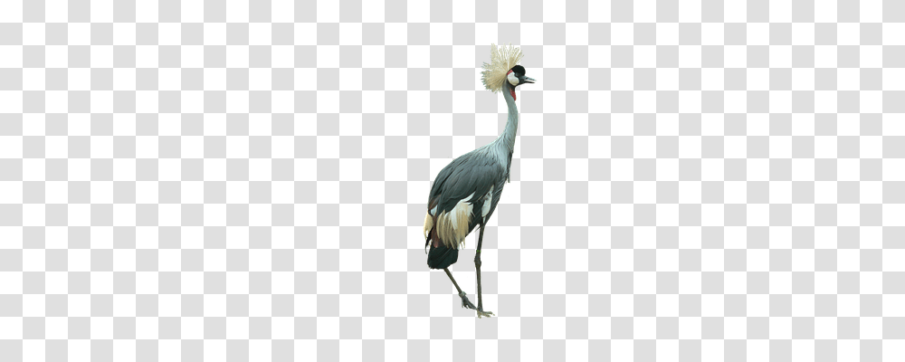 Crowned Crane Animals, Bird, Crane Bird, Waterfowl Transparent Png