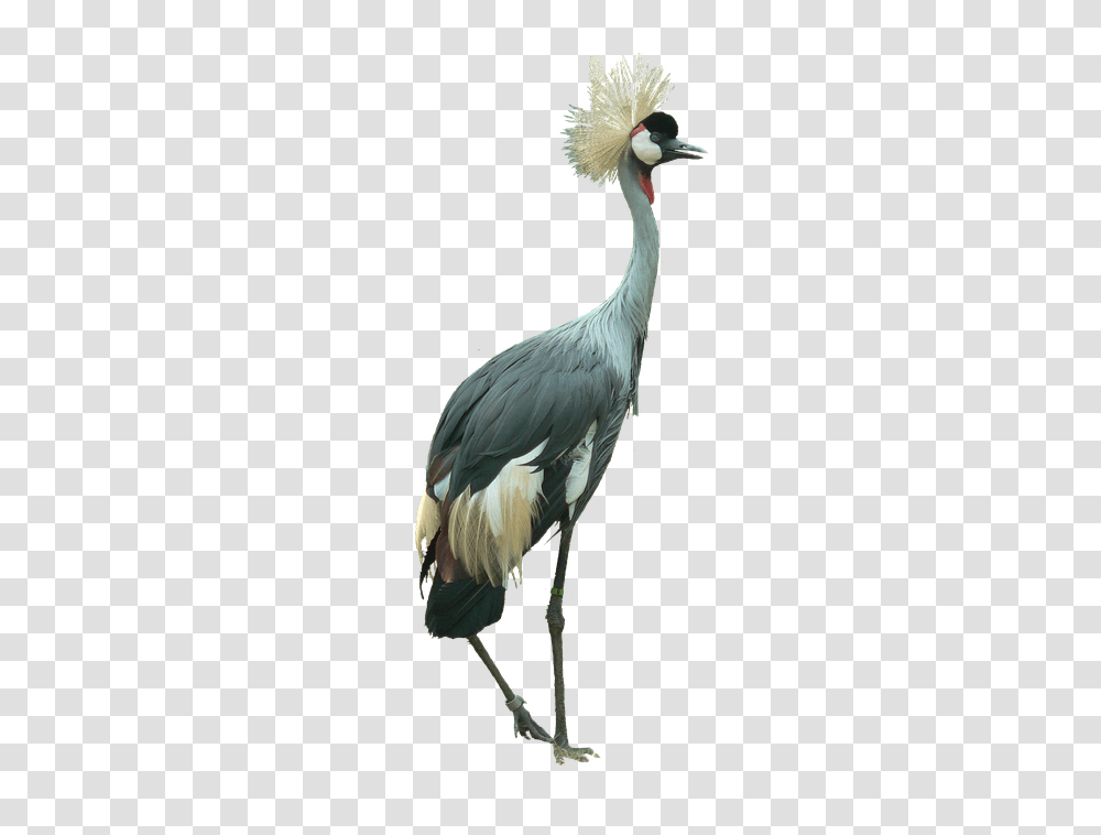 Crowned Crane Bird Cutout Grey Crowned Crane, Animal, Waterfowl, Egret, Heron Transparent Png