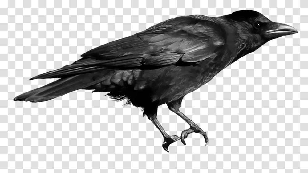 Crows 2 Image Crow, Bird, Animal Transparent Png