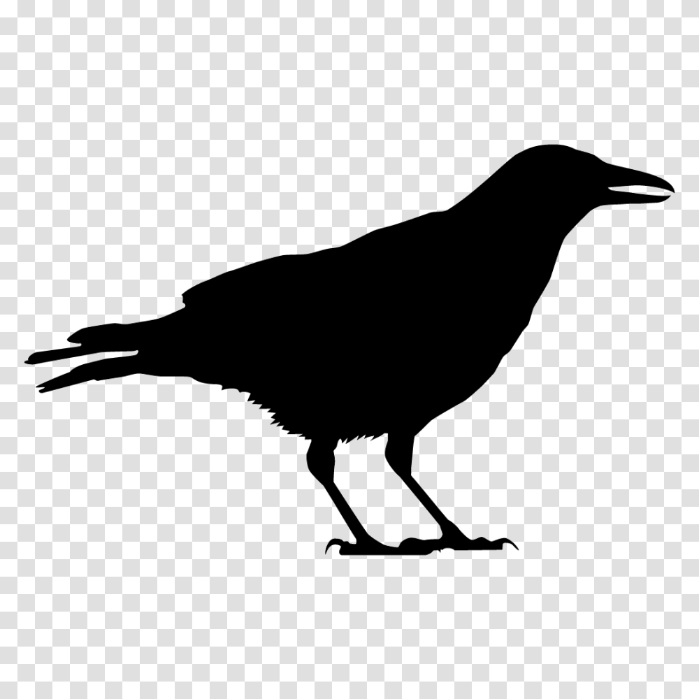 Crows And Jays Browse, Silhouette, Bird, Animal, Stencil Transparent Png