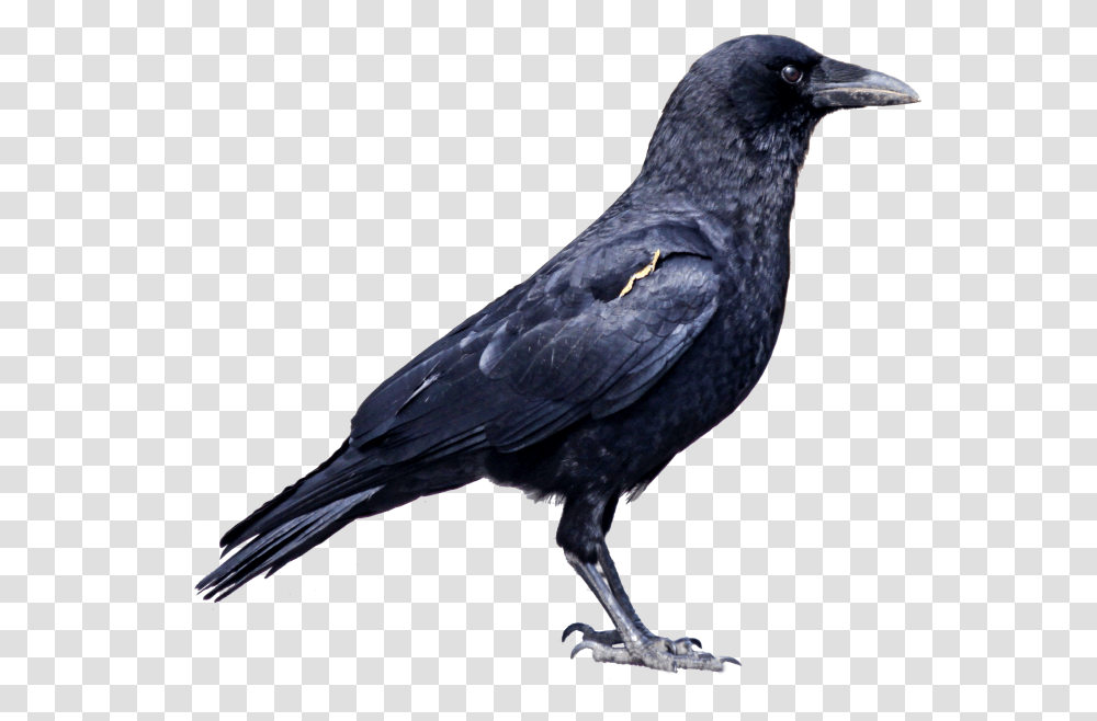 Crows Ata Crows Images Hd, Bird, Animal, Blackbird, Agelaius Transparent Png
