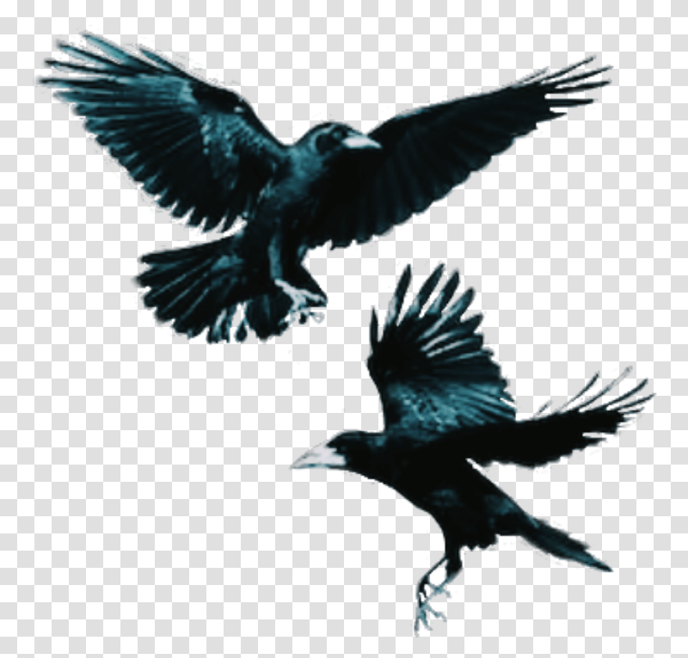 Crows Bird Flying Dark Flying Crow, Animal, Blackbird, Agelaius, Eagle Transparent Png