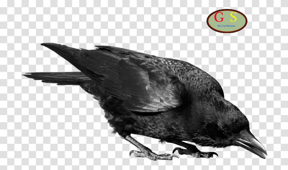 Crows Clip Art Crow, Bird, Animal, Beak, Blackbird Transparent Png