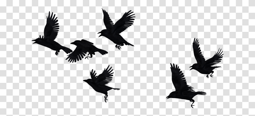 Crows Flying Background, Bird, Animal, Pigeon, Dove Transparent Png