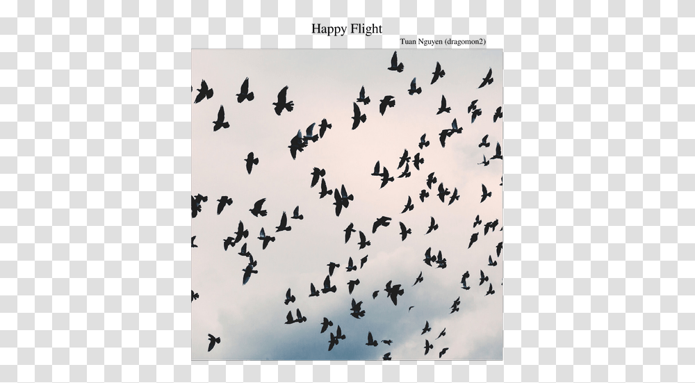 Crows Flying, Flock, Animal, Bird, Blackbird Transparent Png