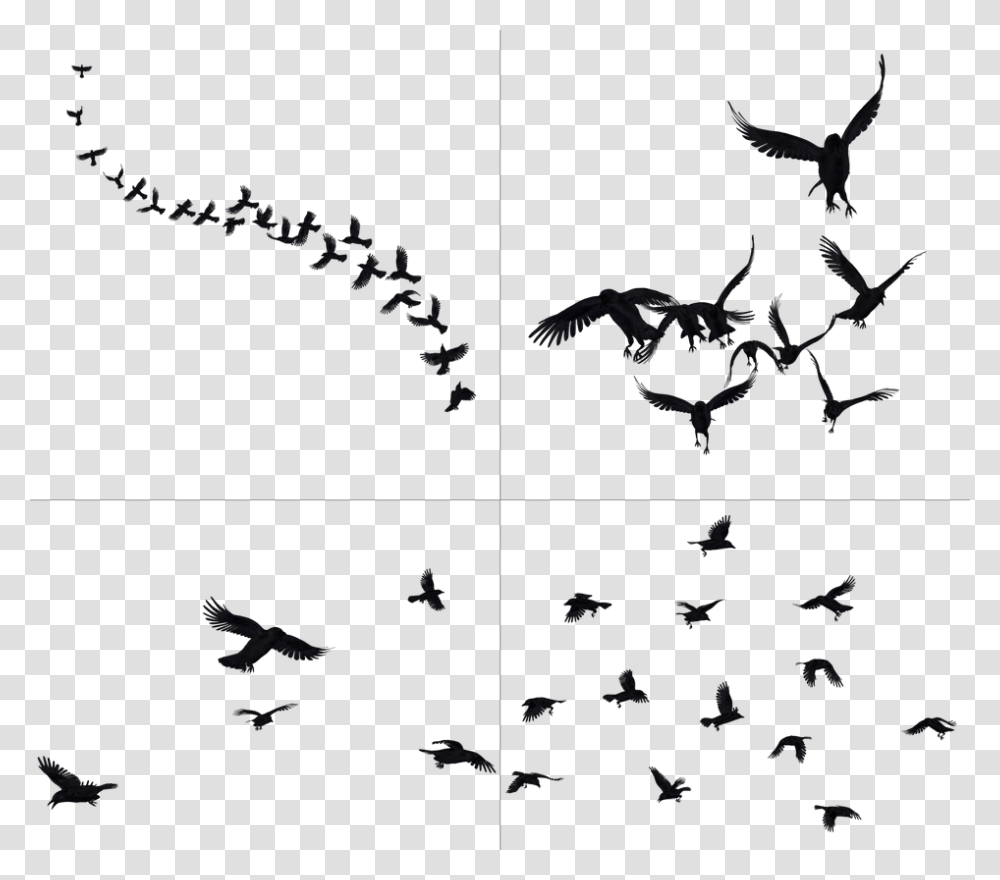Crows In Flight Stock Crows, Pattern, Fractal, Ornament, Outdoors Transparent Png