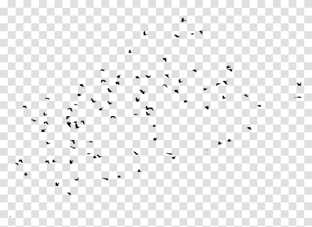 Crows, Outdoors, Crowd, Computer Keyboard Transparent Png