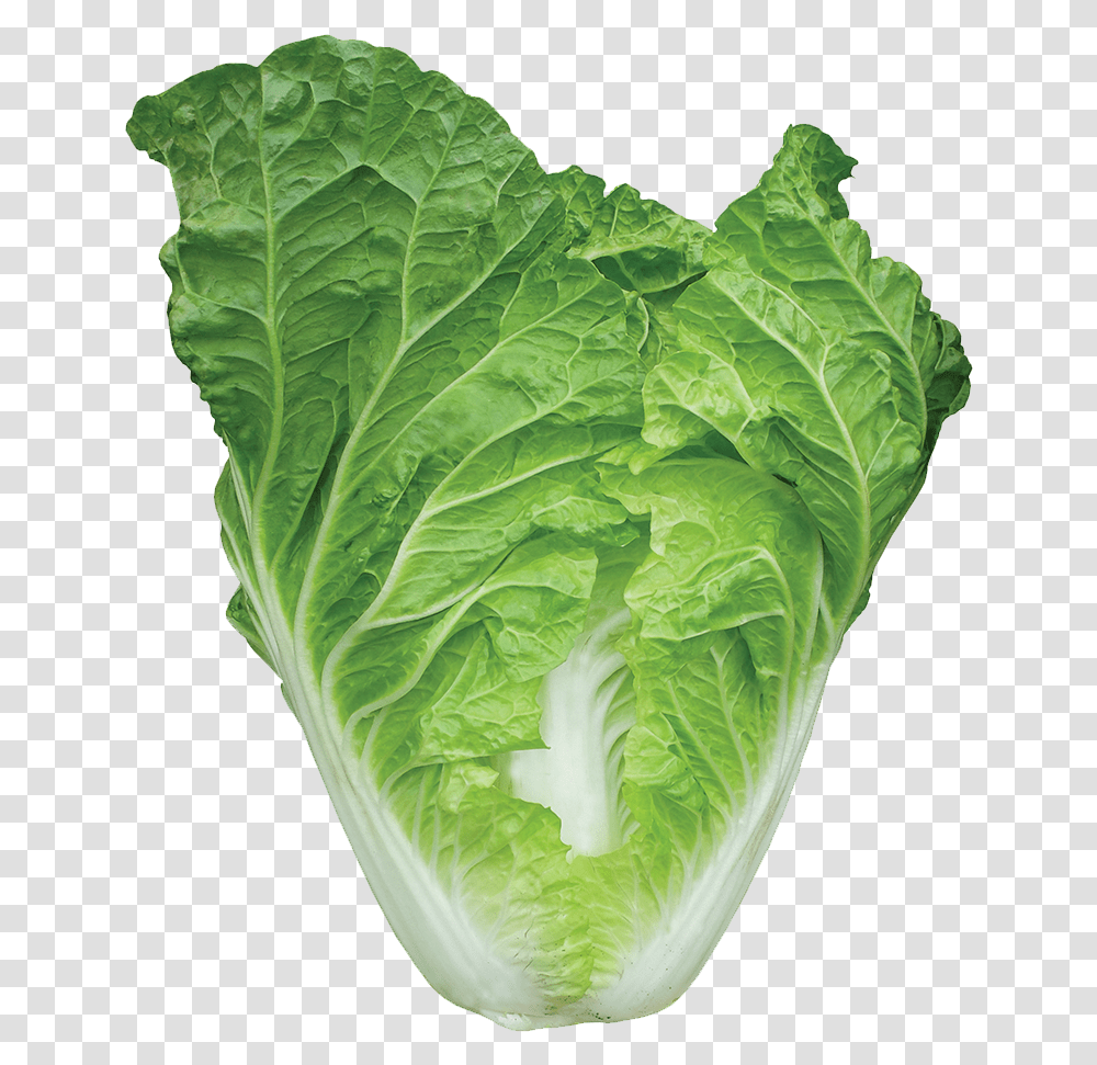 Cruciferous Vegetables, Plant, Food, Cabbage, Produce Transparent Png