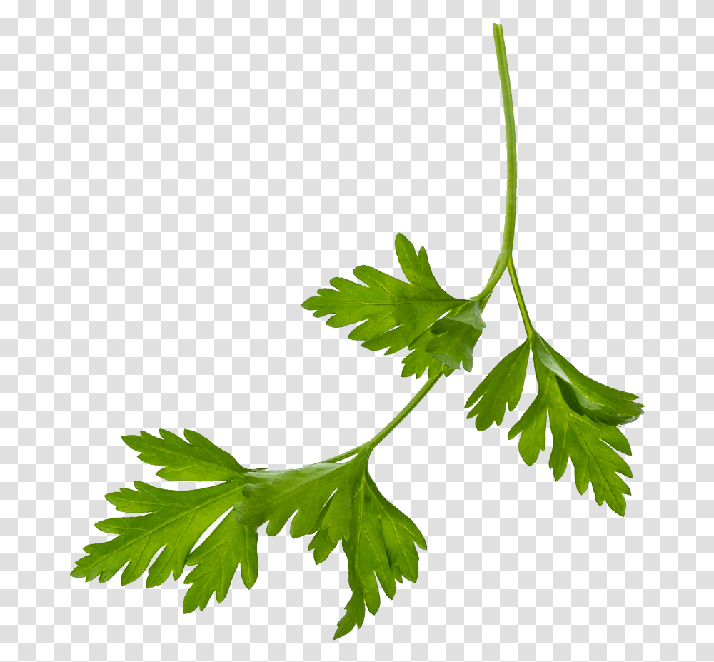 Crustica Coriander, Vase, Jar, Pottery, Plant Transparent Png