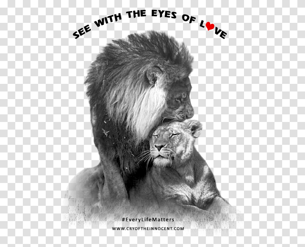 Crying Eyes The Spirit Of Love Is Universal As The Lionne Et Son Lion, Wildlife, Mammal, Animal Transparent Png