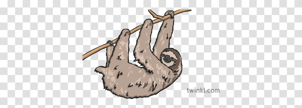 Crying Sloth Illustration Twinkl Sloth Twinkl, Wildlife, Animal, Mammal, Three-Toed Sloth Transparent Png