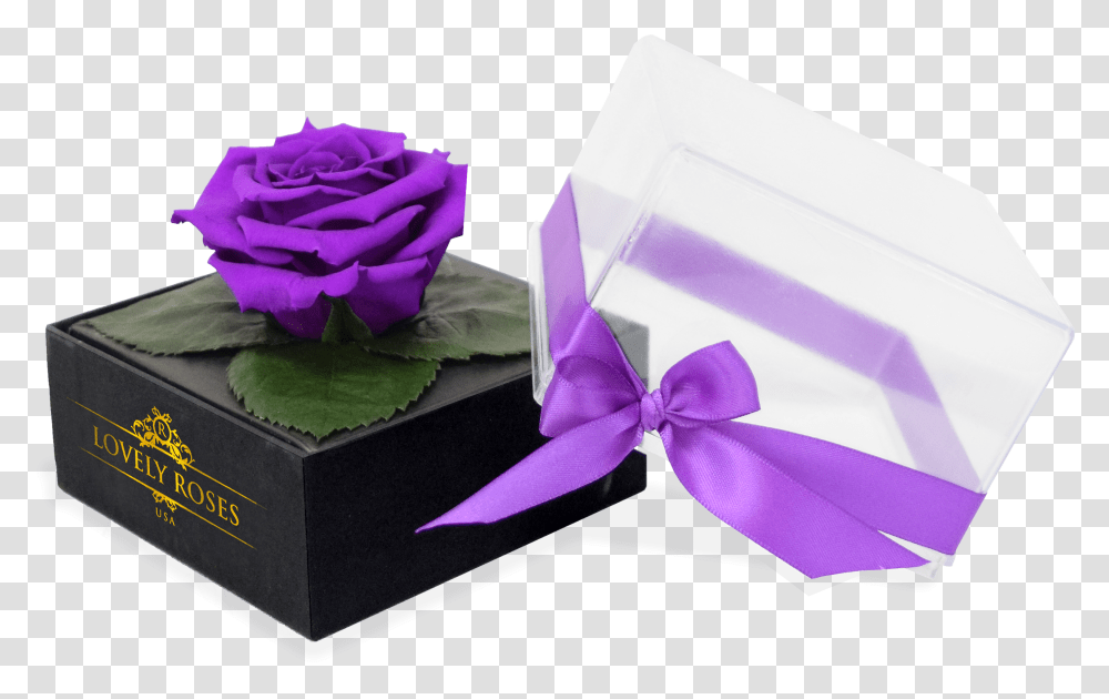 Crystal One Love Purple Rose African Violets, Flower, Plant, Blossom, Gift Transparent Png