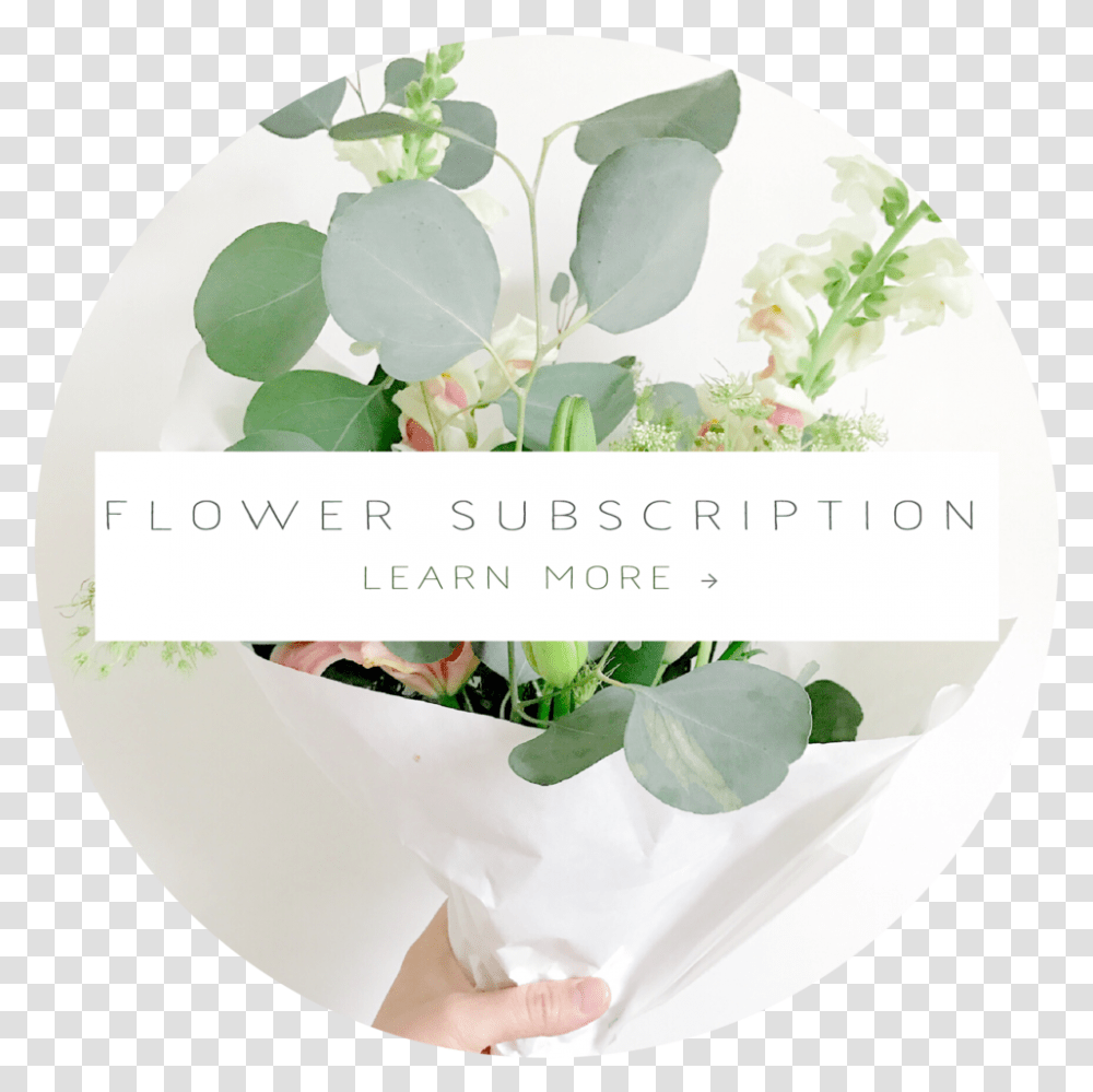 Cta Buttons Homepage 03 Moth Orchid, Plant, Flower, Person, Flower Arrangement Transparent Png