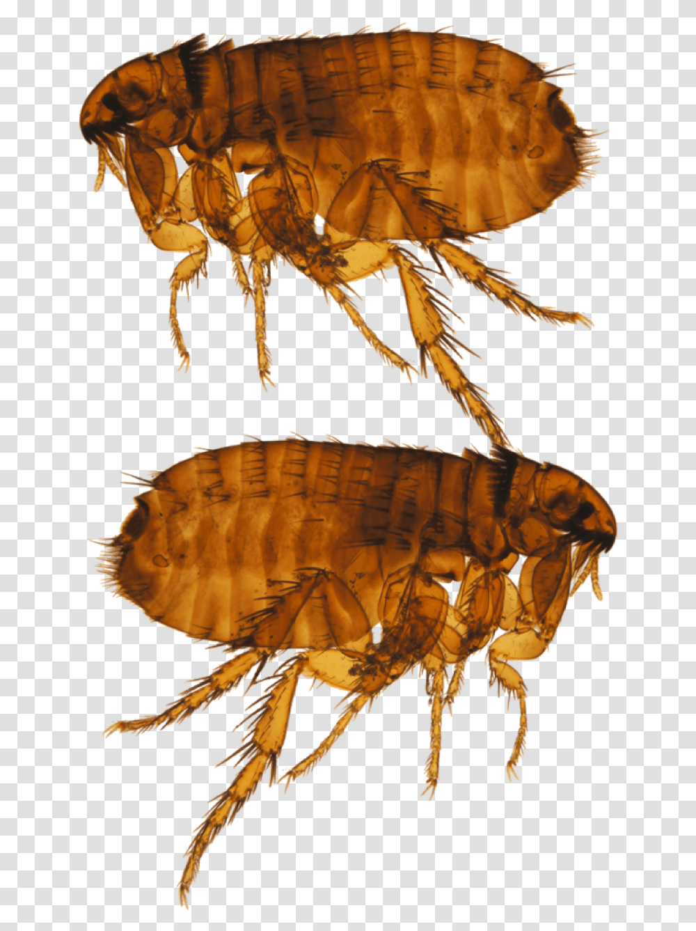 Ctenocephalides Felis, Flea, Insect, Invertebrate, Animal Transparent Png