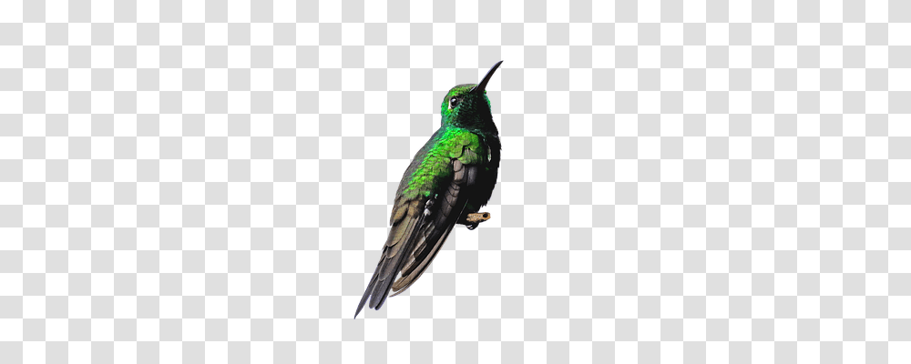 Cuba Nature, Bird, Animal, Hummingbird Transparent Png